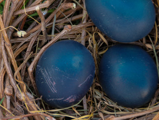 A single blue painted Easter egg resting in a nest