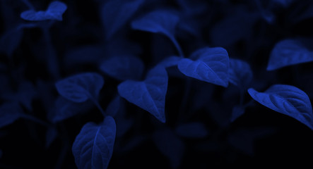 Fototapeta premium Floral background in trendy blue. Dark blue trendy background for banner and design. Blue neon leaf color