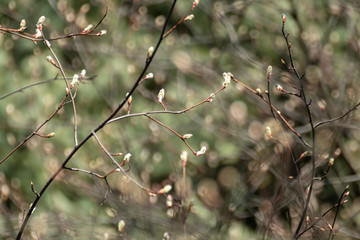 Young tree buds close-up on sunny spring day blurred background. New leaves growing on branches. Positive life time