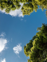 Obraz premium Sky and pine trees, Greece