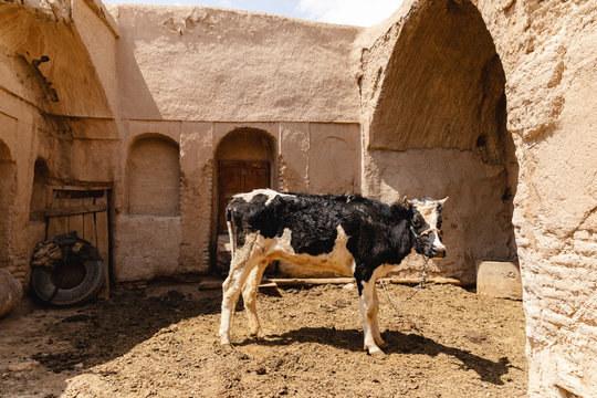 Skinny cow