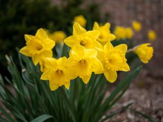 yellow daffodils in spring