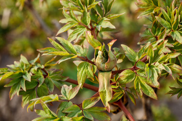 Peony plant in spring garden yet to bloom