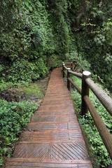 Fototapeta premium wooden pathway near a river in a mountain forest in Sichuan, China