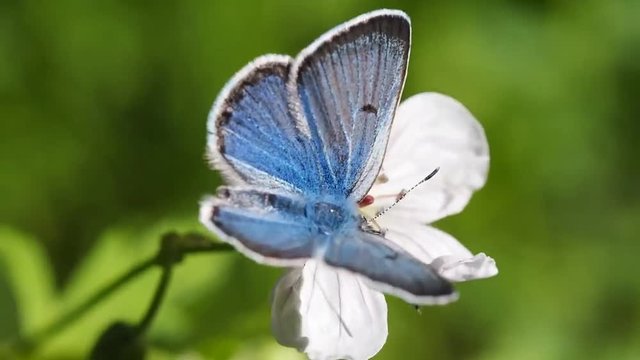 Borboleta Azul
