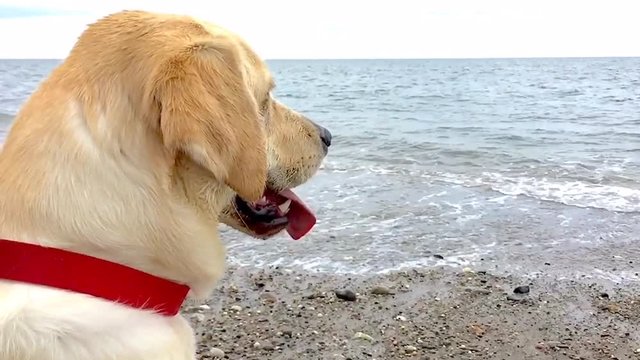 Labrador at the beach