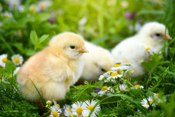 Little chickens on green grass with daisies