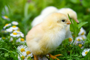 Little chickens on green grass with daisies