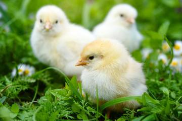 Little chickens on green grass with daisies