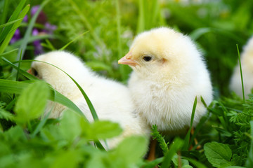 Little chickens on green grass with daisies