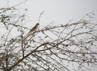 Sparrow on a branch in the spring.