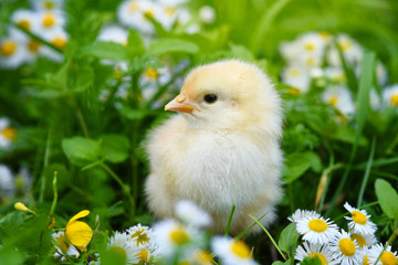 Little chicken on green grass with daisies