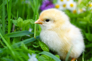 Close-up little chicken on green grass with daisies