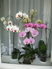 Four white pink purple yellow orchid flowers in pots on windowsill on background of white curtain for design idea concept. Indoor beautiful Phalaenopsis Orchid.
