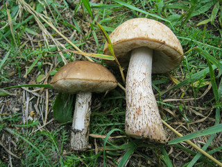 Two large brown white cut mushrooms laying on green grass in forest in sunny spring or summer day, edible mushroom birch boletus. Found mushrooms in grass during mushrooming