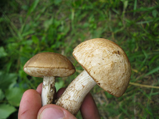 Two large brown white cut mushrooms in hands on background of green grass in forest in sunny spring or summer day, edible mushroom birch boletus. Found mushrooms in grass during  mushrooming