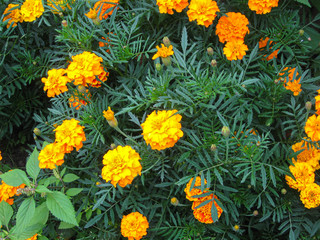 Orange marigolds aka tagetes erecta flowers in bloom close-up on flowerbed in garden for background idea concept. Yellow bunch of flowers, green leaves, small shrub