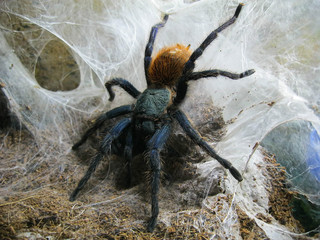Close-up of greenbottle blue tarantula spider in web in terrarium. Chromatopelma cyaneopubescens. Beautiful Macro shot and background