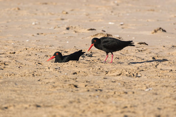 African black oystercatcher, bird