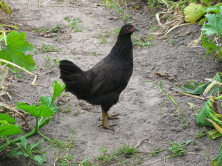 Free range backyard black chicken standing on green grass at farm field. Domestic hen close-up at village
