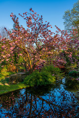 Spring in the Japanese garden