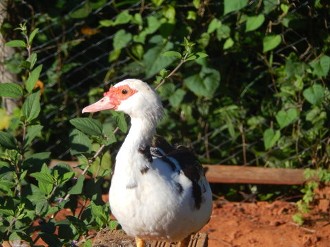 Pata 