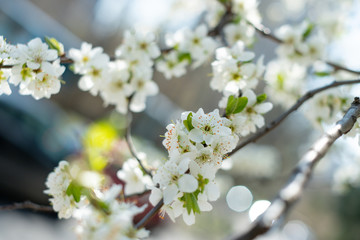 Cherry tree blossom
