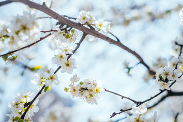 Cherry tree blossom