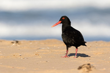 African black oystercatcher, bird