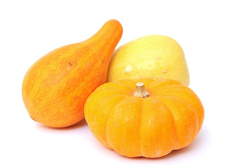 mini pumpkins and gourd