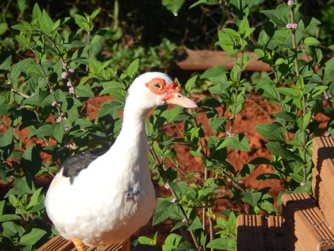 Pata