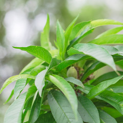 Green small peach fruit on tree with defocused bokeh leaves background