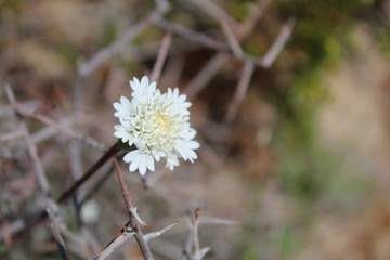 Spring in the Southern Mojave Desert is indicated by native wildflower blooms, such as the white blossoms of annual Fremont Pincushion, Chaenactis Fremontii, in Joshua Tree National Park.