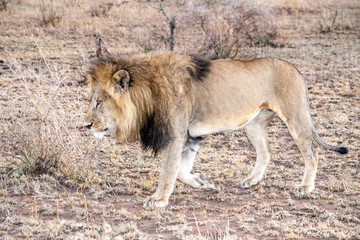 Lions on the prowl.