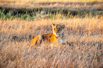 Majestic lions bask in the golden light of the setting sun.