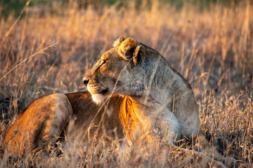Majestic lions bask in the golden light of the setting sun.