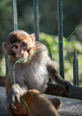 Baby Rhesus Macaque Monkey Plays with Piece of String
