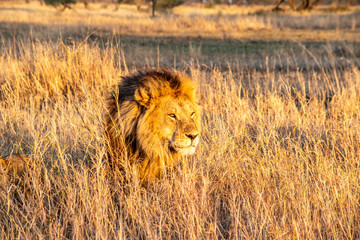 Fototapeta premium Majestic lions bask in the golden light of the setting sun.