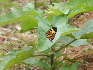 borboleta
