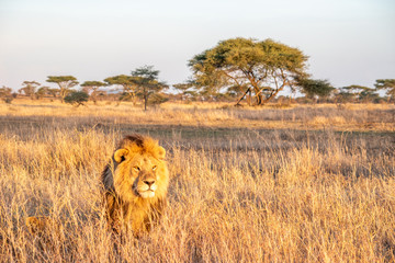Majestic lions bask in the golden light of the setting sun.