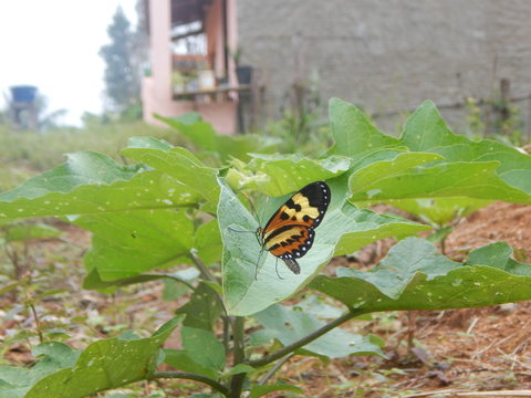 borboleta