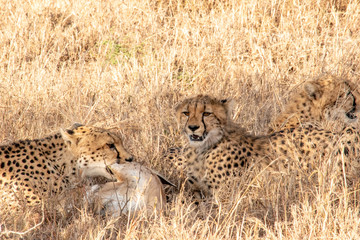 Mother cheetah teaches young cubs to hunt and kill young gazelle