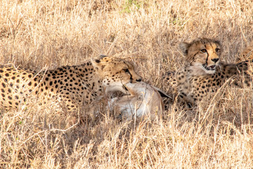 Mother cheetah teaches young cubs to hunt and kill young gazelle