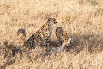 Mother cheetah teaches young cubs to hunt and kill young gazelle