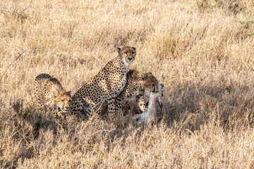 Mother cheetah teaches young cubs to hunt and kill young gazelle
