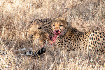 Mother cheetah teaches young cubs to hunt and kill young gazelle