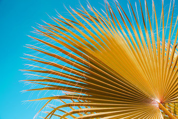 Obraz premium Palm tree leaves under blue sky