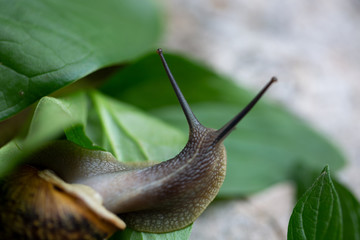 Big snail in shell crawling on grass or reed of corn, summer day in garden. Close up small Garden snail (Helix aspersa) on green leaf in the garden