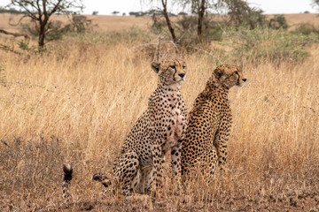 Mother cheetah teaches young cubs to hunt and kill young gazelle