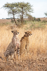 Mother cheetah teaches young cubs to hunt and kill young gazelle